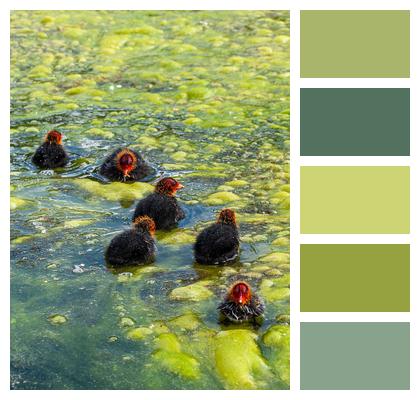 Algae Water Birds Coots Image